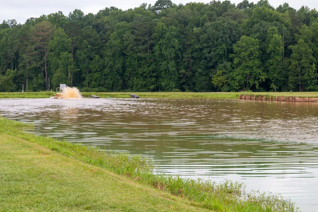 Grow-out pond with a paddle-wheel aerator churning the water