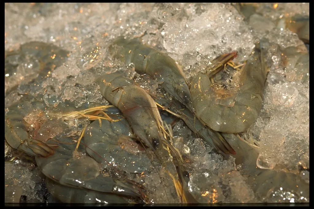 Whole shrimp packed on ice at a market stall